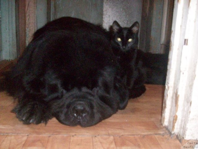 Фото: ньюфаундленд Karat iz Medvejyego Yara (Карат из Медвежьего Яра)