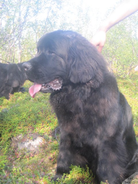 Фото: ньюфаундленд Uyutnaya Dolina Best of ze Best (Уютная Долина Бест оф зе Бест)