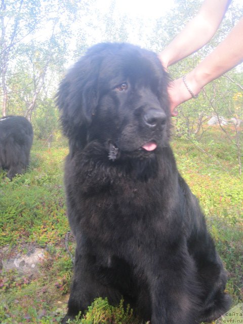 Фото: ньюфаундленд Uyutnaya Dolina Best of ze Best (Уютная Долина Бест оф зе Бест)