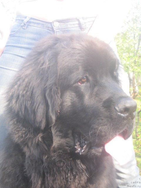 Фото: ньюфаундленд Uyutnaya Dolina Best of ze Best (Уютная Долина Бест оф зе Бест)