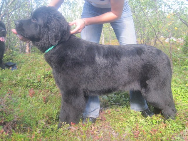 Фото: ньюфаундленд Uyutnaya Dolina Black Diamond Velinda (Уютная Долина Блэк Даймонд Велинда)