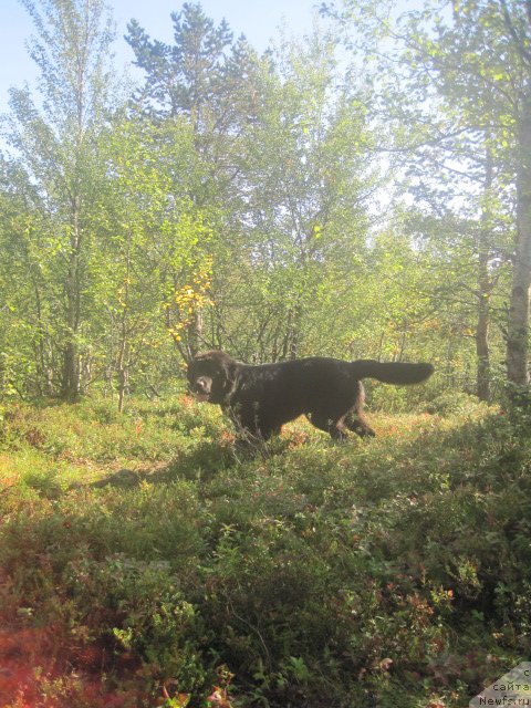 Фото: ньюфаундленд Uyutnaya Dolina Black Diamond Velinda (Уютная Долина Блэк Даймонд Велинда)