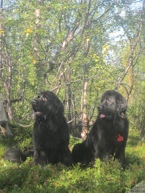 Фото: ньюфаундленд Uyutnaya Dolina Asterii Svet (Уютная Долина Астерии Свет), ньюфаундленд Ai Love Rich (Ай Лав Рич)