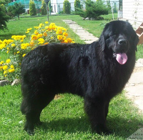 Фото: ньюфаундленд Cyiganskiy Kapriz (Цыганский Каприз)