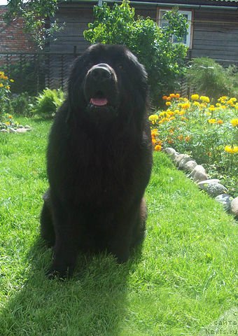 Фото: ньюфаундленд Cyiganskiy Kapriz (Цыганский Каприз)