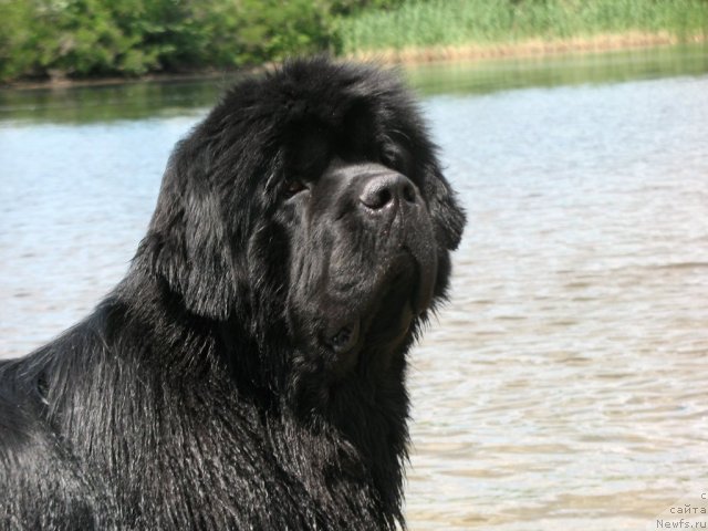Фото: ньюфаундленд Zolotoy Talisman Kara Deniz (Золотой Талисман Кара Дениз)