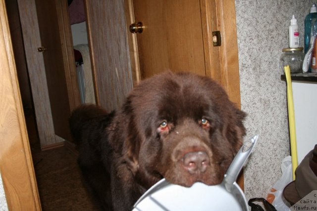 Фото: ньюфаундленд Fann'yuf Ura YA s Vami (Фанньюф Ура Я с Вами)