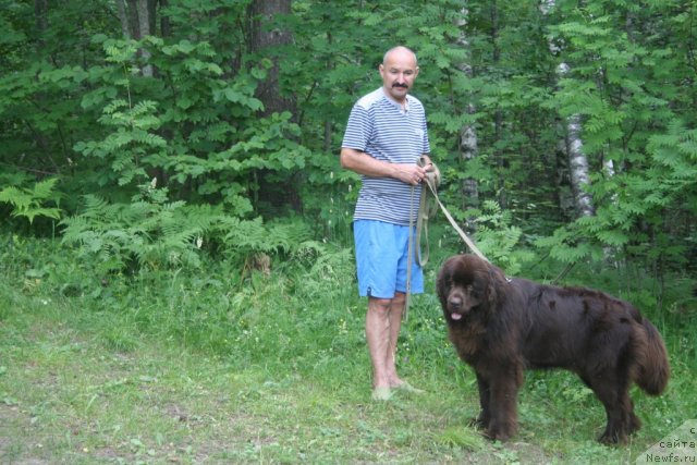 Фото: ньюфаундленд Fann'yuf Ura YA s Vami (Фанньюф Ура Я с Вами)