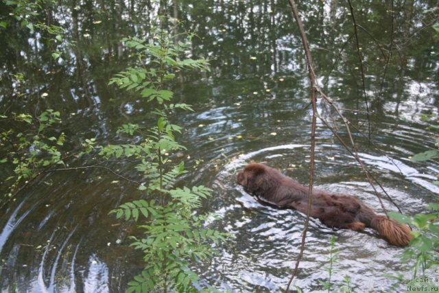 Фото: ньюфаундленд Fann'yuf Ura YA s Vami (Фанньюф Ура Я с Вами)
