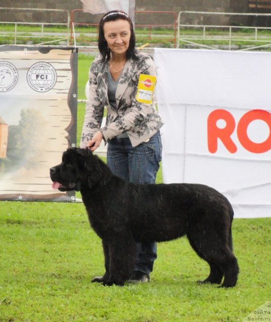 Фото: ньюфаундленд Beguschaya po Volnam Dancing Queen (Бегущая по Волнам Дансинг Квин)