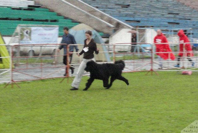 Фото: ньюфаундленд Smigar Galaxsy Shall Win (Смигар Галакси Шелл Вин), YUliya Naumova (Юлия Наумова)
