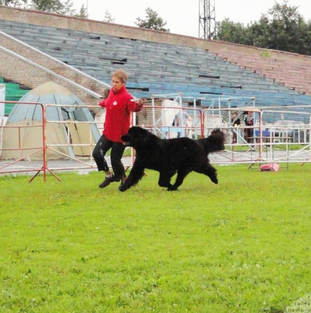 Фото: ньюфаундленд Fairweathers Rare and Precious, Tat'yana YAkovleva (Татьяна Яковлева)
