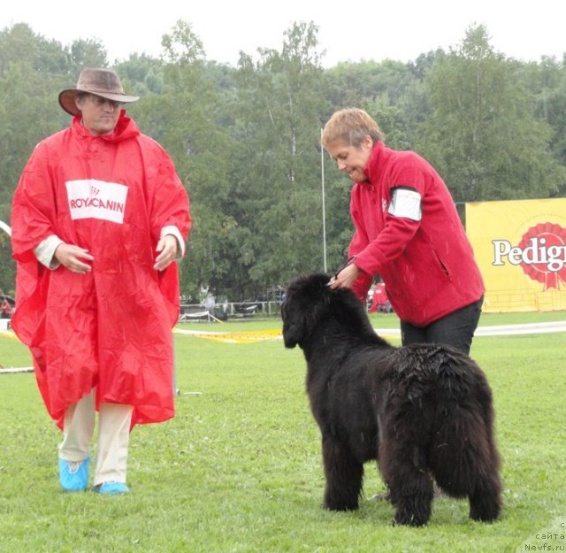 Фото: ньюфаундленд Fairweathers Rare and Precious, Tat'yana YAkovleva (Татьяна Яковлева)