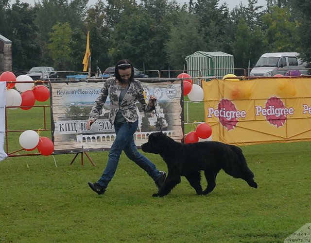 Фото: ньюфаундленд Beguschaya po Volnam Dancing Queen (Бегущая по Волнам Дансинг Квин)