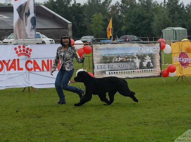 Фото: ньюфаундленд Beguschaya po Volnam Dancing Queen (Бегущая по Волнам Дансинг Квин)