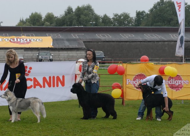 Фото: ньюфаундленд Beguschaya po Volnam Dancing Queen (Бегущая по Волнам Дансинг Квин)