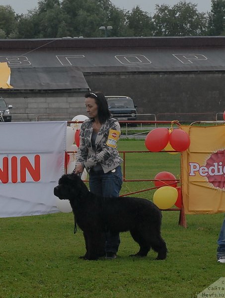 Фото: ньюфаундленд Beguschaya po Volnam Dancing Queen (Бегущая по Волнам Дансинг Квин)