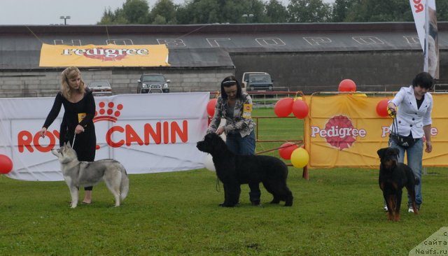 Фото: ньюфаундленд Beguschaya po Volnam Dancing Queen (Бегущая по Волнам Дансинг Квин)