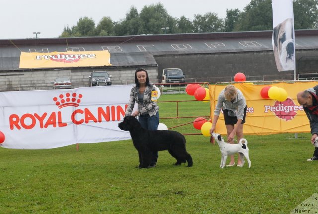 Фото: ньюфаундленд Beguschaya po Volnam Dancing Queen (Бегущая по Волнам Дансинг Квин)