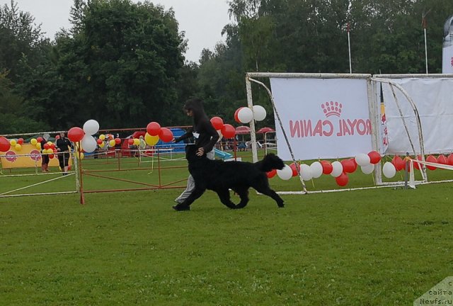 Фото: ньюфаундленд Smigar Galaxsy Shall Win (Смигар Галакси Шелл Вин)