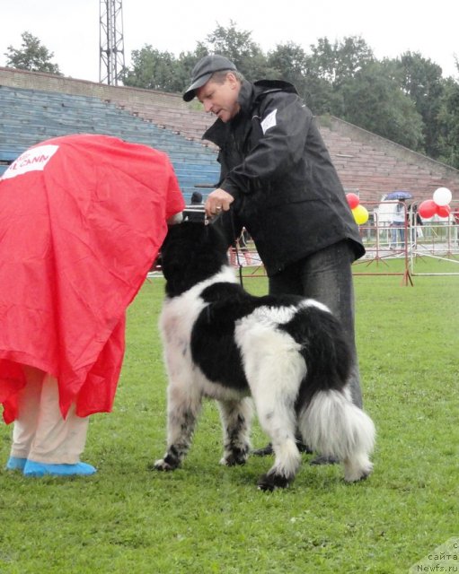 Фото: ньюфаундленд Rosa Mollis Baby Scratch My Back