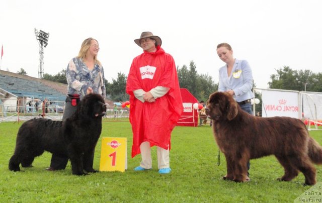 Фото: ньюфаундленд Sent Djons Romance of Love (Сент Джонс Романсе оф Лав), YUliya YAstrebova (Юлия Ястребова), ньюфаундленд Take it Slowly Quero