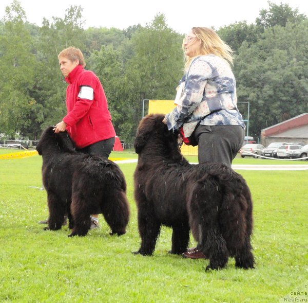 Фото: ньюфаундленд Fairweathers Rare and Precious, Tat'yana YAkovleva (Татьяна Яковлева), ньюфаундленд Sent Djons Romance of Love (Сент Джонс Романсе оф Лав), YUliya YAstrebova (Юлия Ястребова)
