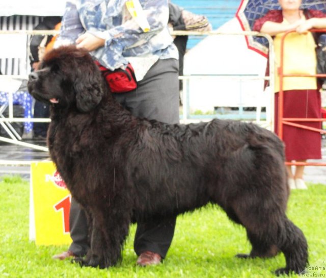 Фото: ньюфаундленд Sent Djons Romance of Love (Сент Джонс Романсе оф Лав)