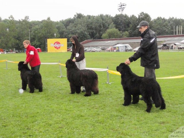 Фото: ньюфаундленд Fairweathers Rare and Precious, ньюфаундленд Smigar Nimfeya Neotrazimaya (Смигар Нимфея Неотразимая), ньюфаундленд Plushevaya Panda Roskoshnaya Lady Diana (Плюшевая Панда Роскошная Леди Диана)