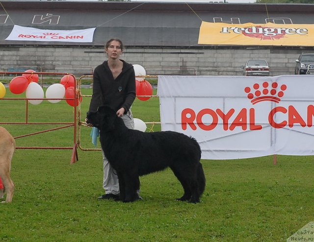 Фото: ньюфаундленд Smigar Galaxsy Shall Win (Смигар Галакси Шелл Вин)