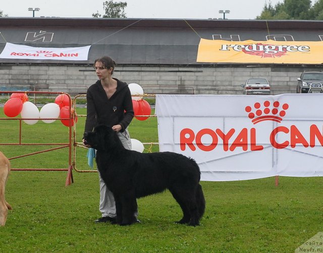 Фото: ньюфаундленд Smigar Galaxsy Shall Win (Смигар Галакси Шелл Вин)