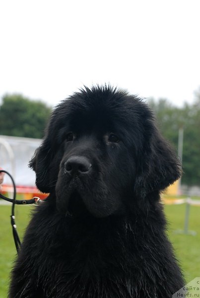 Фото: ньюфаундленд Smigar Galaxsy Shall Win (Смигар Галакси Шелл Вин)