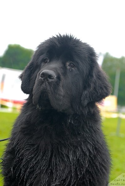 Фото: ньюфаундленд Smigar Galaxsy Shall Win (Смигар Галакси Шелл Вин)