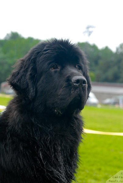 Фото: ньюфаундленд Smigar Galaxsy Shall Win (Смигар Галакси Шелл Вин)