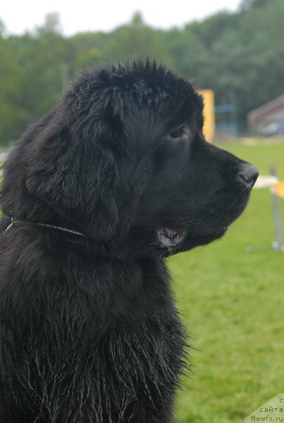 Фото: ньюфаундленд Smigar Galaxsy Shall Win (Смигар Галакси Шелл Вин)