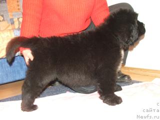 Фото: ньюфаундленд Plyushevaya Panda Ingiborg (Плюшевая Панда Ингиборг)
