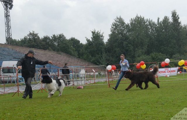 Фото: ньюфаундленд Rosa Mollis Baby Scratch My Back, ньюфаундленд Take it Slowly Quero