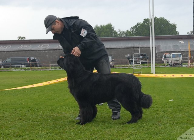 Фото: ньюфаундленд Plushevaya Panda Roskoshnaya Lady Diana (Плюшевая Панда Роскошная Леди Диана)