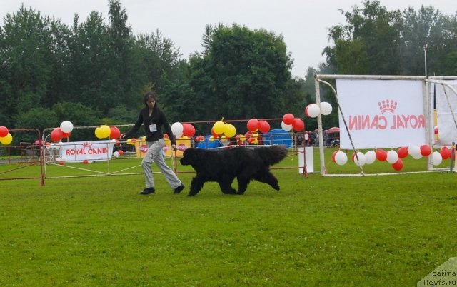 Фото: ньюфаундленд Smigar Nimfeya Neotrazimaya (Смигар Нимфея Неотразимая)
