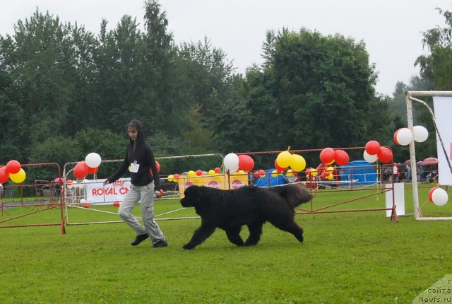 Фото: ньюфаундленд Smigar Nimfeya Neotrazimaya (Смигар Нимфея Неотразимая)