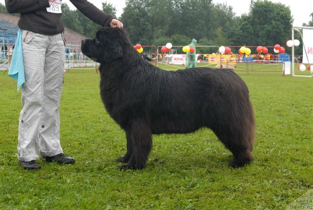 Фото: ньюфаундленд Smigar Nimfeya Neotrazimaya (Смигар Нимфея Неотразимая)