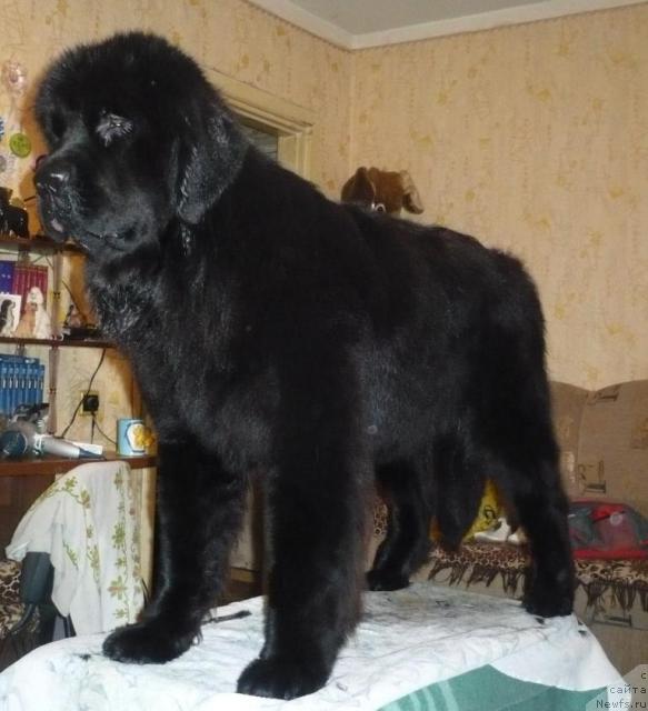 Фото: ньюфаундленд Otrada Moya ot Sibirskogo Medvedya (Отрада Моя от Сибирского Медведя)