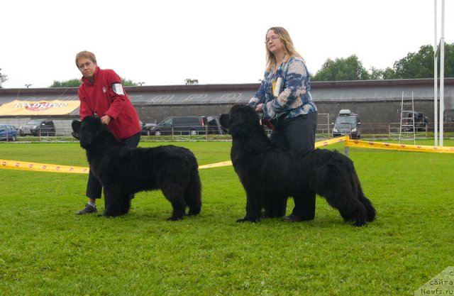 Фото: ньюфаундленд Fairweathers Rare and Precious, ньюфаундленд Sent Djons Romance of Love (Сент Джонс Романсе оф Лав)