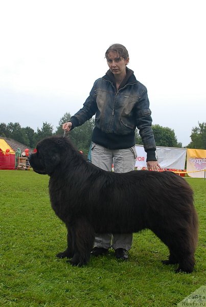 Фото: ньюфаундленд Smigar Nimfeya Neotrazimaya (Смигар Нимфея Неотразимая)