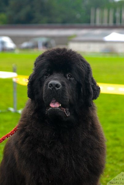 Фото: ньюфаундленд Smigar Nimfeya Neotrazimaya (Смигар Нимфея Неотразимая)