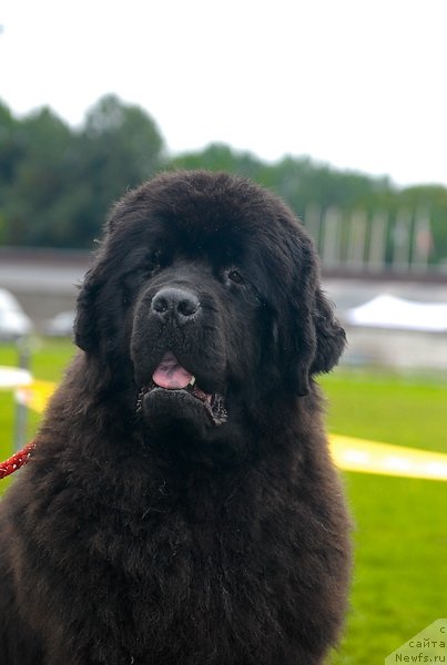 Фото: ньюфаундленд Smigar Nimfeya Neotrazimaya (Смигар Нимфея Неотразимая)