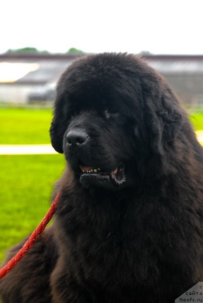 Фото: ньюфаундленд Smigar Nimfeya Neotrazimaya (Смигар Нимфея Неотразимая)