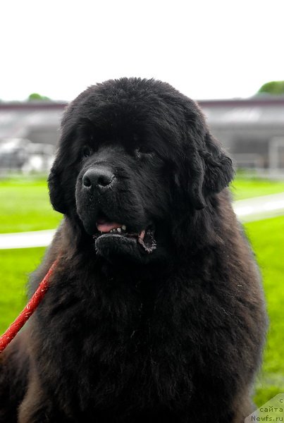 Фото: ньюфаундленд Smigar Nimfeya Neotrazimaya (Смигар Нимфея Неотразимая)