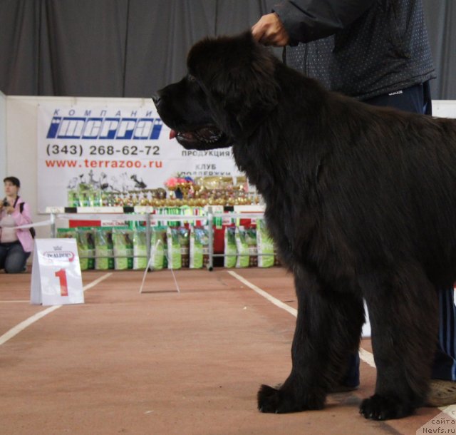 Фото: ньюфаундленд Ih Vyisochestvo Giacinta Briz (Их Высочество Гиацинта Бриз)