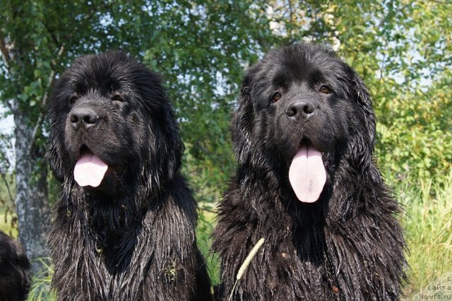 Фото: ньюфаундленд Ih Vyisochestvo Giacinta Briz (Их Высочество Гиацинта Бриз), ньюфаундленд Ih Vyisochestvo Batterflyay Blyek Omeliya (Их Высочество Баттерфляй Блэк Омелия)